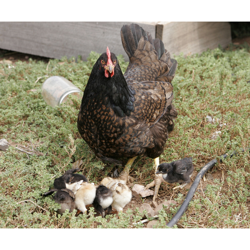 Barnevelder (große) Küken hennen