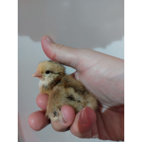 Schwedische Blumenhuhn hennen Küken