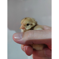 Schwedische Blumenhuhn hennen Küken