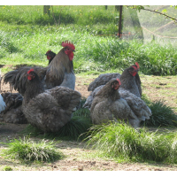 Orpington bantam Küken hennen