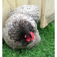 Orpington bantam Küken hennen