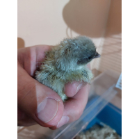 Orpington bantam Küken hennen