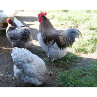 Orpington bantam Küken hennen