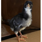 Amrock-Küken (Hennen)