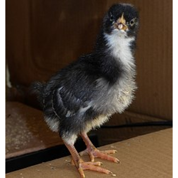 Amrock-Küken (Hennen)