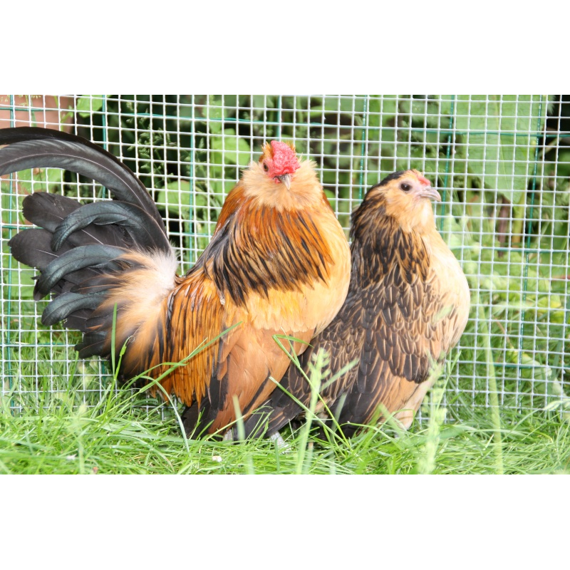 Antwerpener Bartzwerg hennen