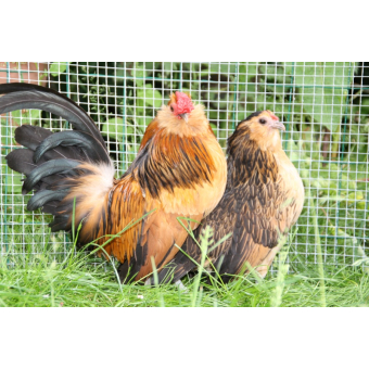 Antwerpener Bartzwerg hennen