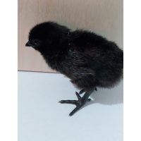 Ayam Cemani kuikens - gesekste hennen