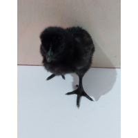 Ayam Cemani kuikens - gesekste hennen