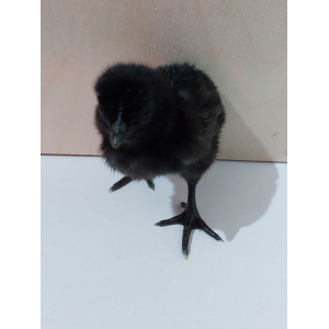 Ayam Cemani kuikens - gesekste hennen