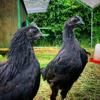 Ayam Cemani hennen