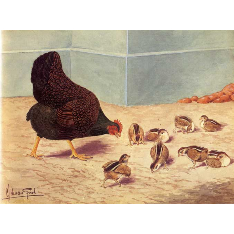 Barnevelder (große) Küken hennen