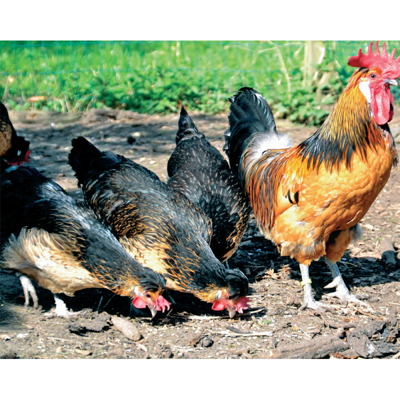 Brabants boerenhoen hennen kuikens