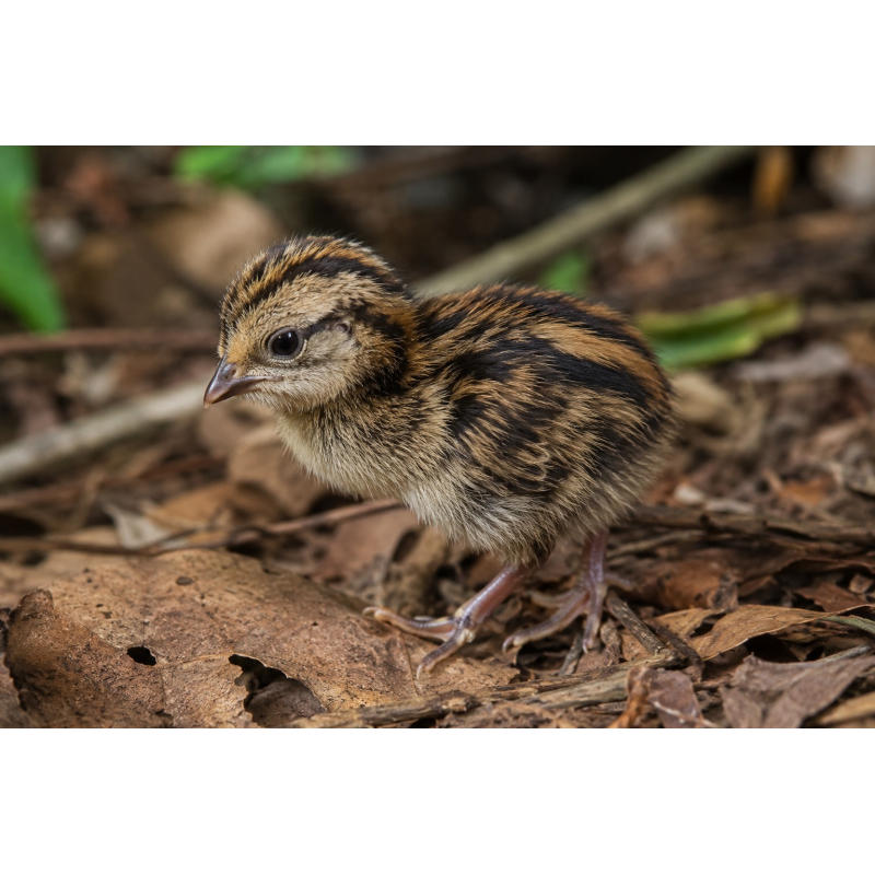 Chilenische Tinamu Küken zu verkaufen | Einzigartige Vögel