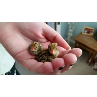 Chinese dwergkwartel kuikens