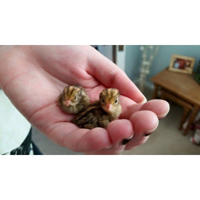 Chinese dwergkwartel kuikens