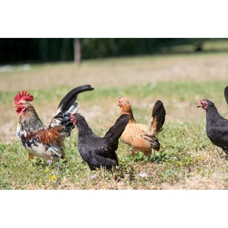 Serama Hühner hennen