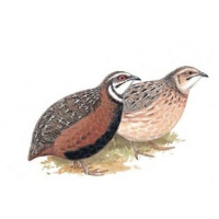 Harlekin-Wachtel