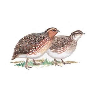 Japanse kwartel kuikens 