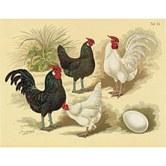 Java kriel hennen