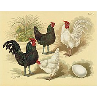 Java kriel hennen Java kriel hennen