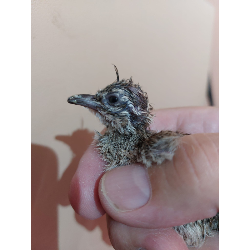 Houben Tinamou Küken 
