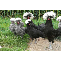 Paduaner hennen erwachsen (gross)