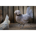 Paduaner hennen erwachsen (gross)