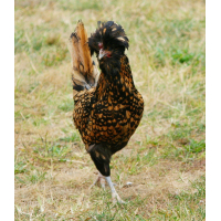 Paduaner hennen erwachsen (gross)