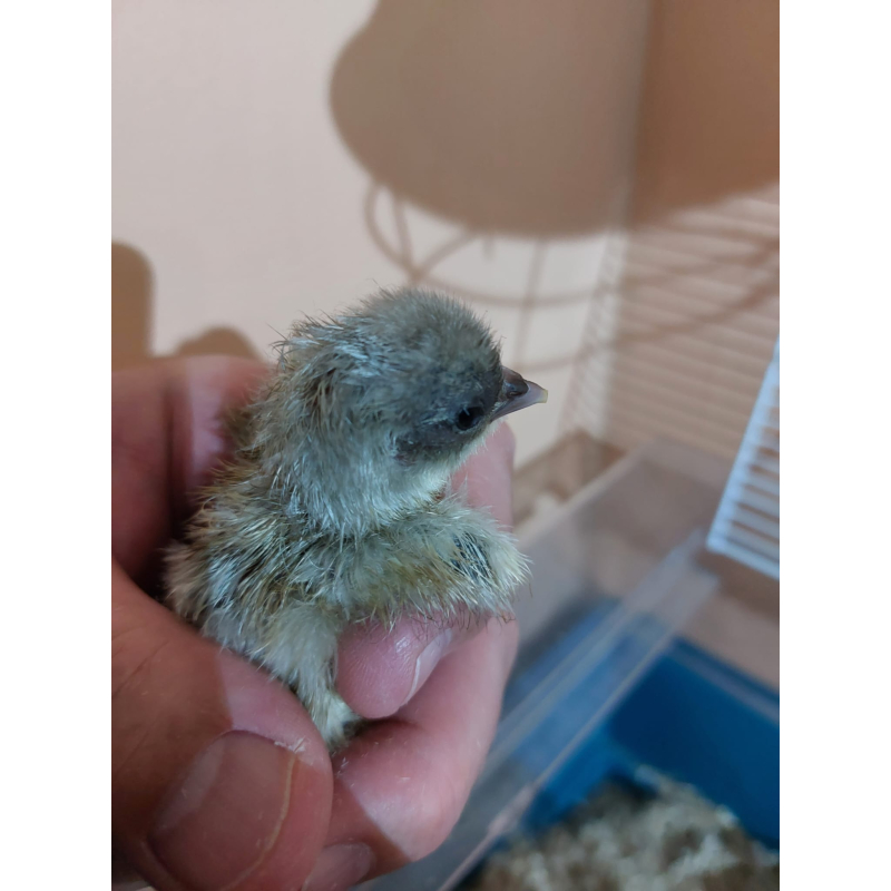 Orpington bantam Küken hennen