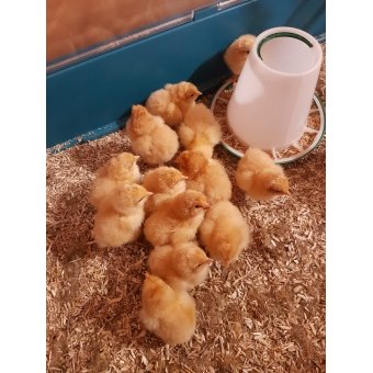 Orpington Buff Küken hennen