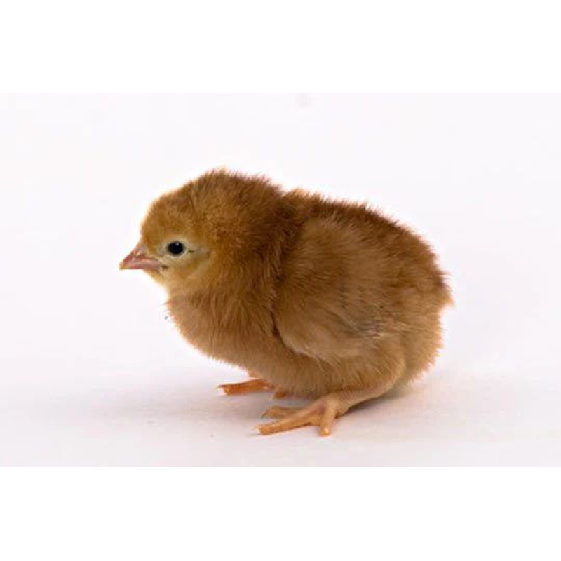 Rhode Island Red hennen kuken