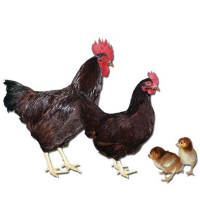Rhode Island Red hennen kuikens