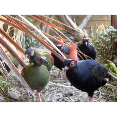 Roul-Roul-Paar erwachsen