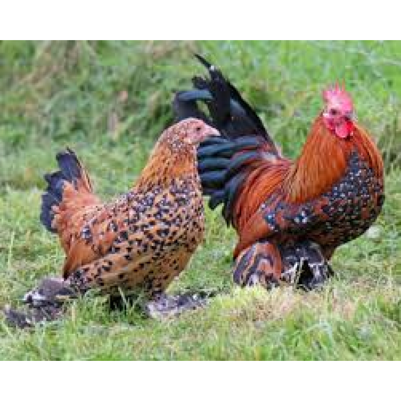 Federfüßige Zwerghennen