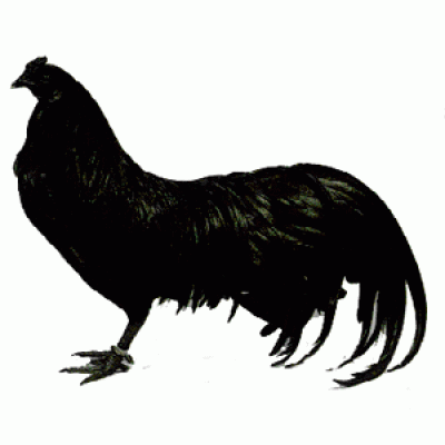 Sumatra hoen hennen Sumatra hoen hennen