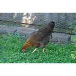 Welsumer hennen kuken