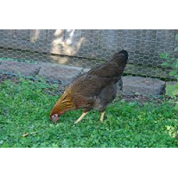 Welsumer hennen kuken