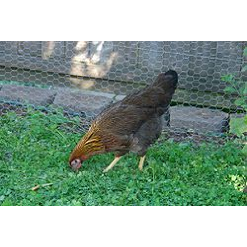 Welsumer hennen kuken