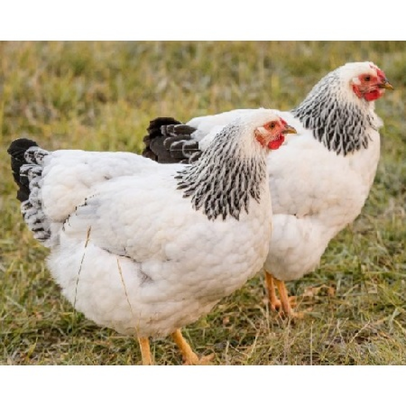 Wyandotte hennen verschiedene farben (zwerg)