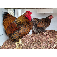 Wyandotte kriel - hennen meerdere kleurslagen