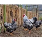 Wyandotte Gross hennen kuken 