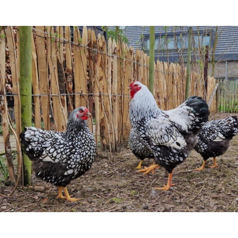 Wyandotte Gross hennen kuken 