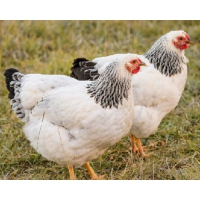 Wyandotte hennen verschiedene farben (zwerg)