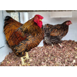 Wyandotte hennen verschiedene farben (zwerg)