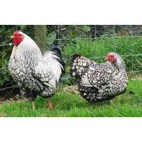 Wyandotte kriel - hennen meerdere kleurslagen