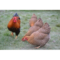 Wyandotte kriel - hennen meerdere kleurslagen