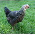 Marans hennen 