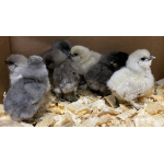  Silkie Küken hennen USA