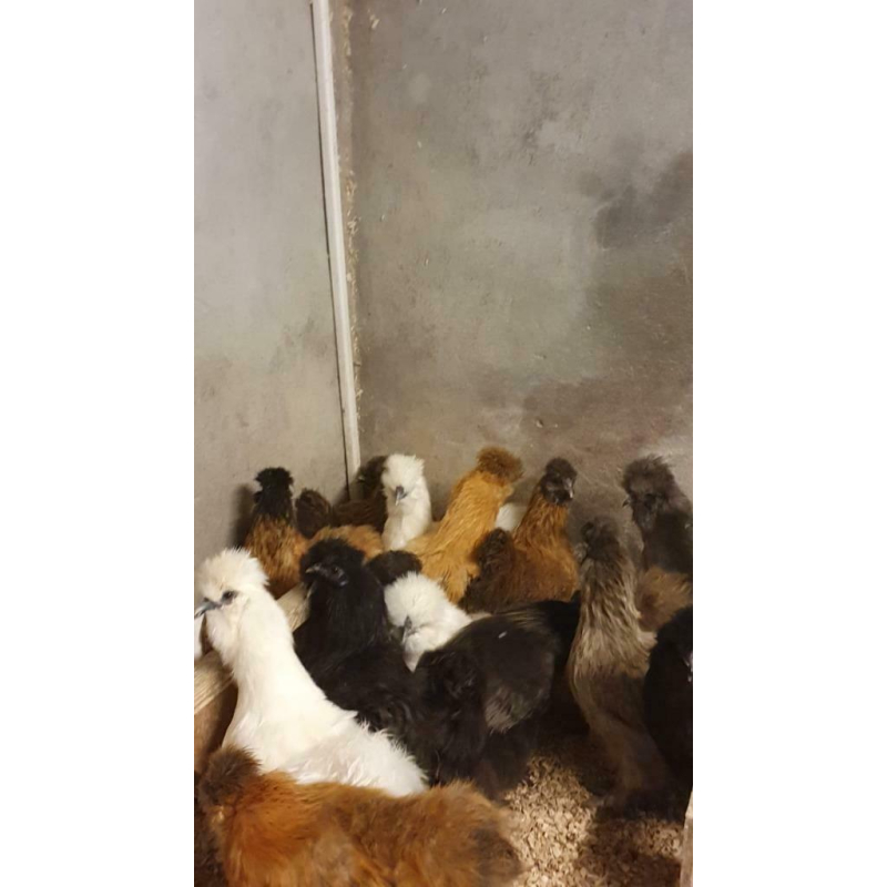 Seidenhuhner hennen halbwachs